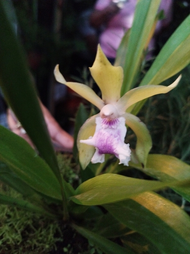 Cochleanthes aromatica, photograph 1