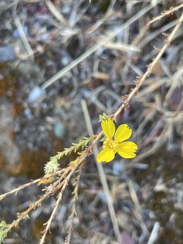San Joaquin tarweed (Holocarpha obconica)