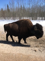 Bison bison athabascae