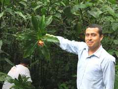 Costus zamoranus