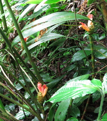 Costus zamoranus