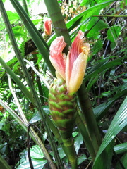 Costus zamoranus