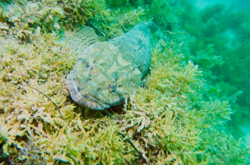 Longhead flathead (Leviprora inops) — Platycephalidae — 4