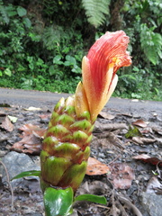 Costus zamoranus