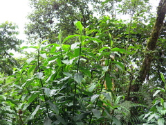 Costus zamoranus