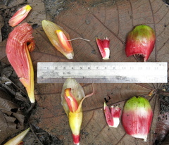 Costus zamoranus