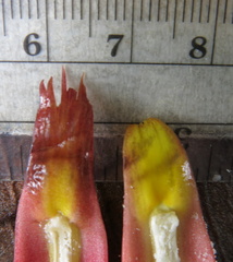 Costus zamoranus
