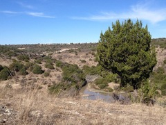 Juniperus coahuilensis