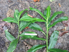 Costus zamoranus