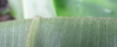 Costus zamoranus