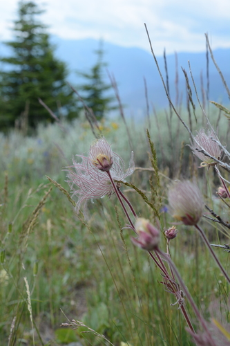 Geum triflorum