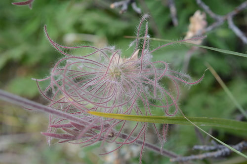 Geum triflorum
