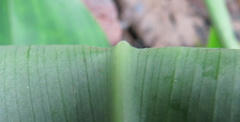 Costus zamoranus