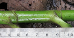 Costus zamoranus
