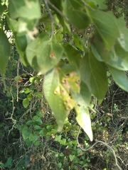 Pachypsylla celtidismamma
