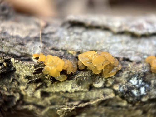 Orange Jelly Spot (Dacrymyces chrysospermus)