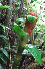 Costus zamoranus