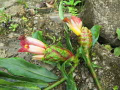 Costus zamoranus