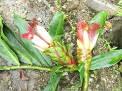 Costus zamoranus