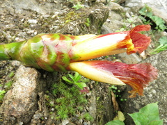 Costus zamoranus