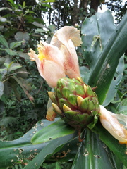 Costus zamoranus