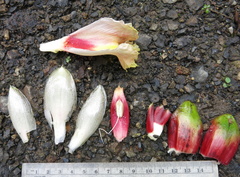Costus zamoranus