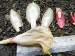 Costus zamoranus