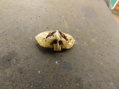 Cryptolithodes sitchensis