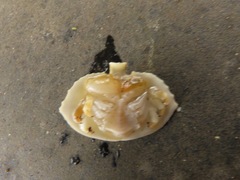 Cryptolithodes sitchensis