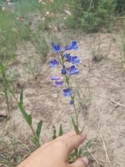 Penstemon cyaneus