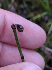 Equisetum variegatum