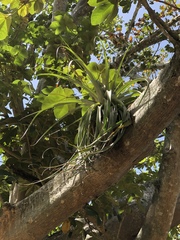 Tillandsia utriculata