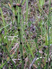 Equisetum variegatum