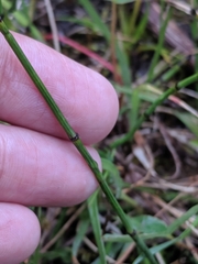 Equisetum variegatum