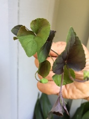 Rostratae