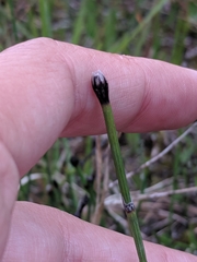 Equisetum variegatum