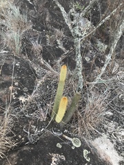 Arthrocereus melanurus