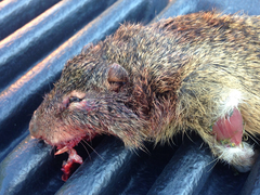 Poliocitellus franklinii