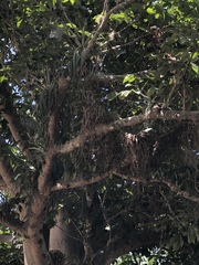 Tillandsia utriculata