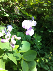 Lathyrus pauciflorus