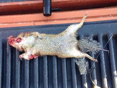 Poliocitellus franklinii