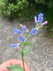 Mertensia oblongifolia