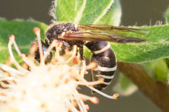 Euodynerus leucomelas