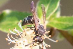 Euodynerus leucomelas