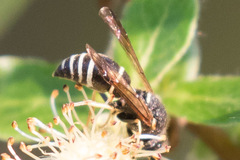 Euodynerus leucomelas