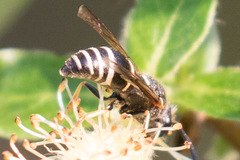 Euodynerus leucomelas