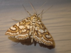 Elophila ekthlipsis