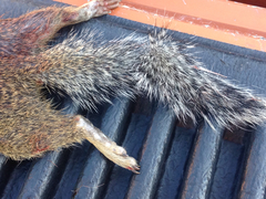 Poliocitellus franklinii