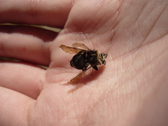 Bombus