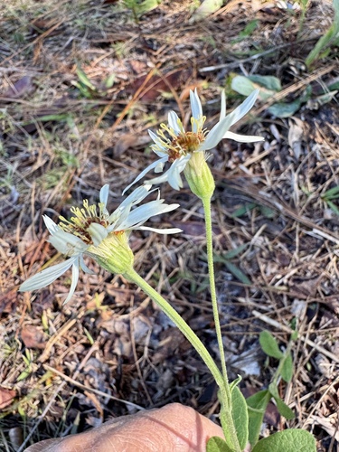 Image of Oclemena reticulata by (c) Karen Guin, some rights reserved (CC BY)